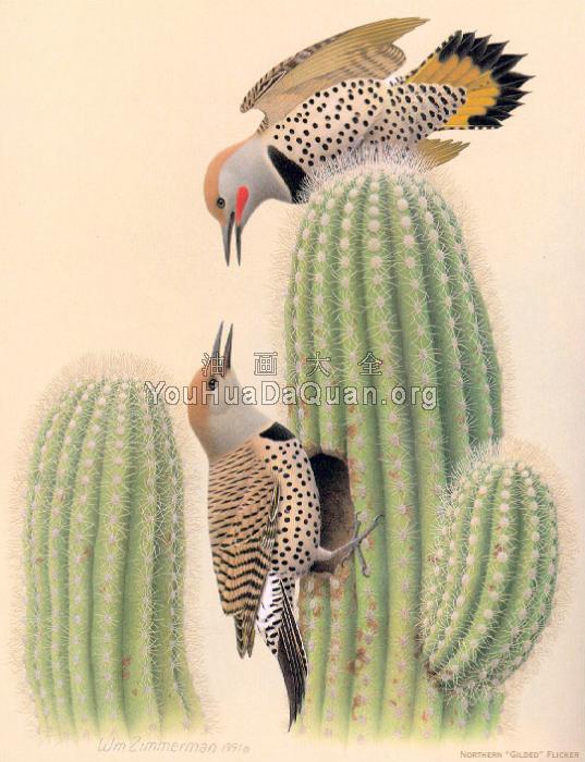 Northern Gilded Flicker - 威廉·齐默曼